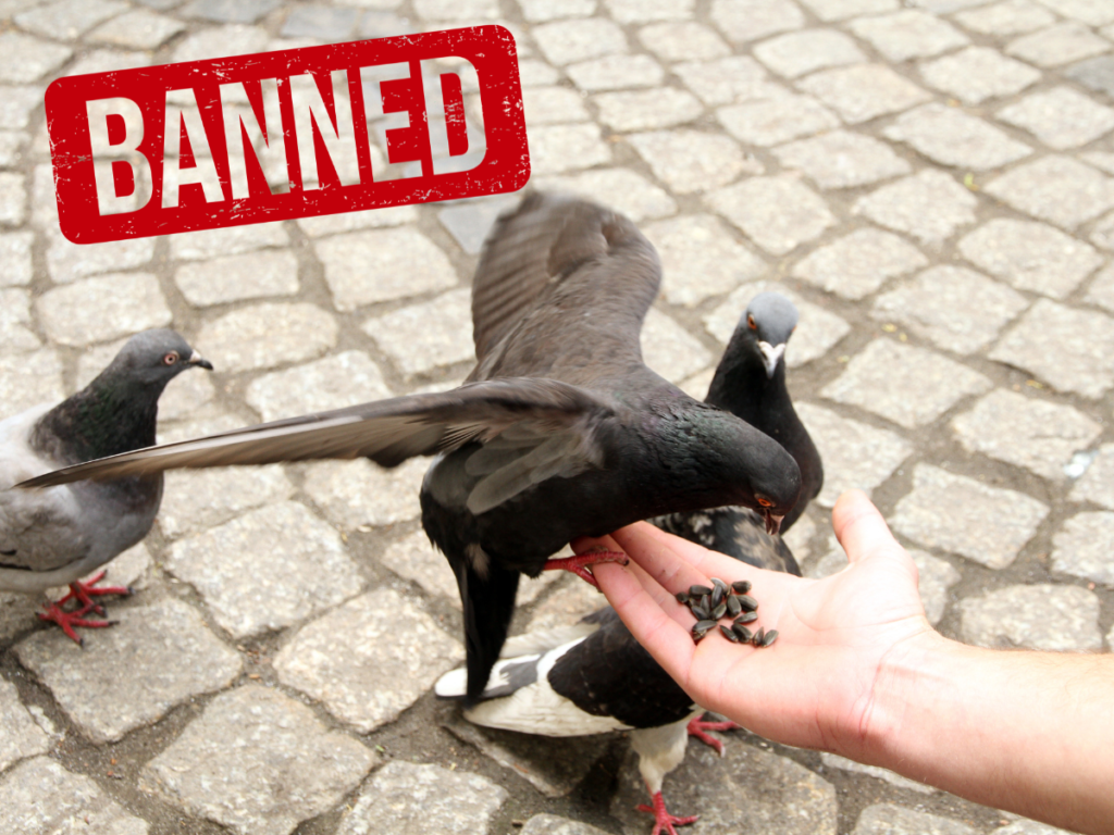 Feeding-Pigeons-Ban-in-Venice